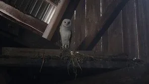 Ghosts 3. sezon 1. bölüm