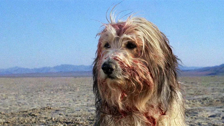 Çocuk ve Köpeği sahne 5
