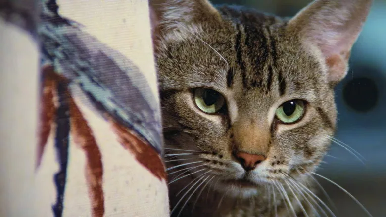 Kedi Gözü sahne 4
