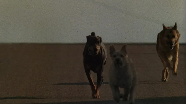 Dogs sahne 1