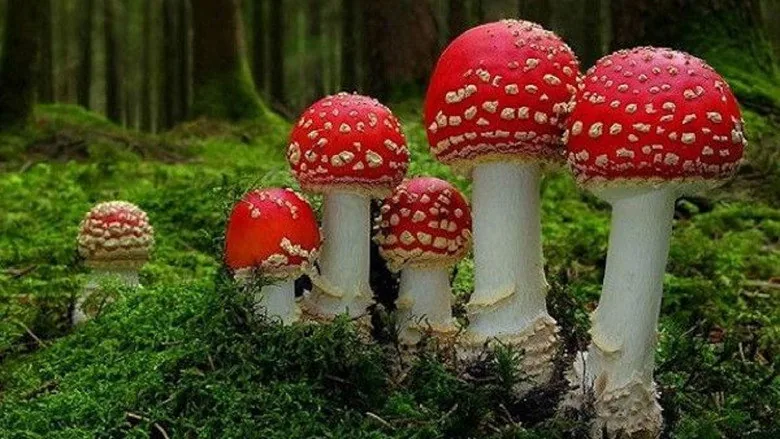 Mantarların Gizemli Dünyası sahne 6