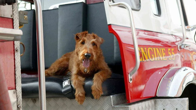 Yıldız Köpek İşbaşında sahne 2