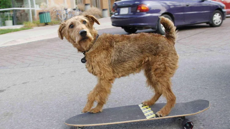 Yıldız Köpek İşbaşında sahne 3
