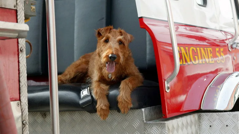 Yıldız Köpek İşbaşında sahne 4