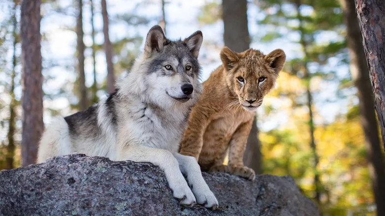 Le loup et le lion sahne 6