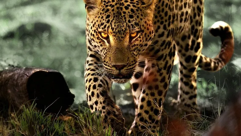 Leoparlarla Yaşam sahne 1