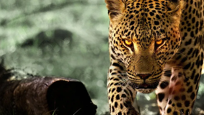 Leoparlarla Yaşam sahne 2