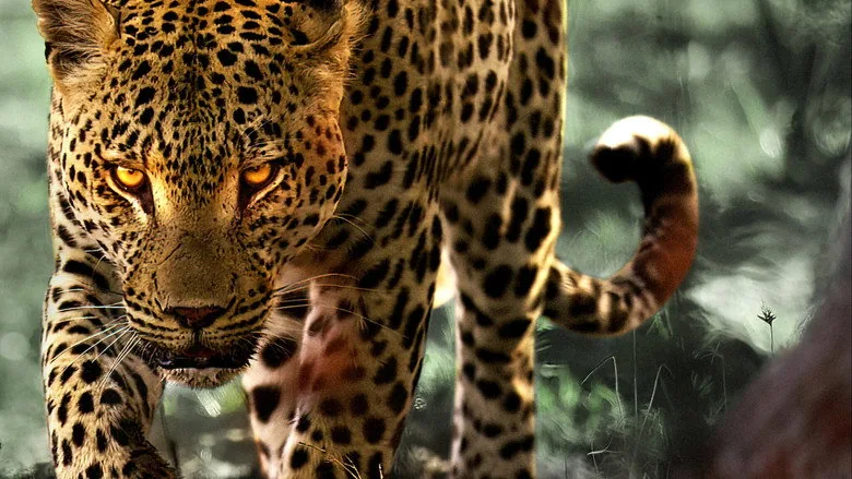 Leoparlarla Yaşam sahne 3