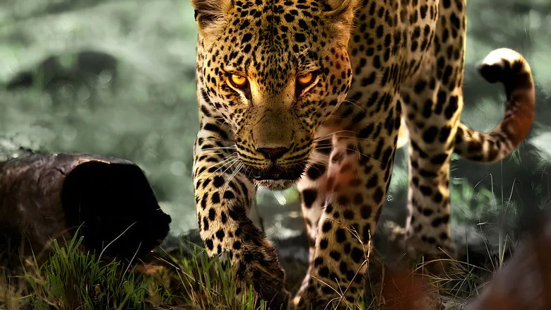 Leoparlarla Yaşam sahne 4