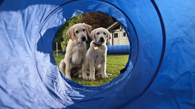 Marley ve Ben 2: Gençlik Yılları sahne 2