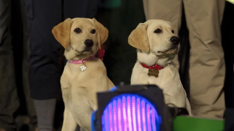 Marley ve Ben 2: Gençlik Yılları sahne 6
