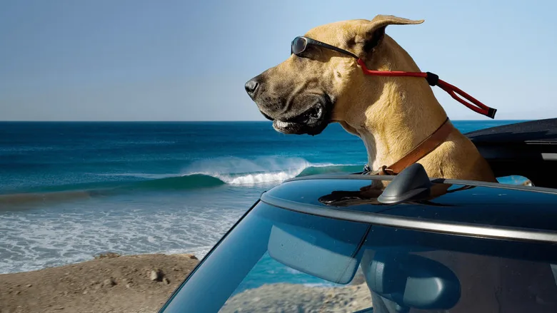 Çılgın Köpek sahne 2