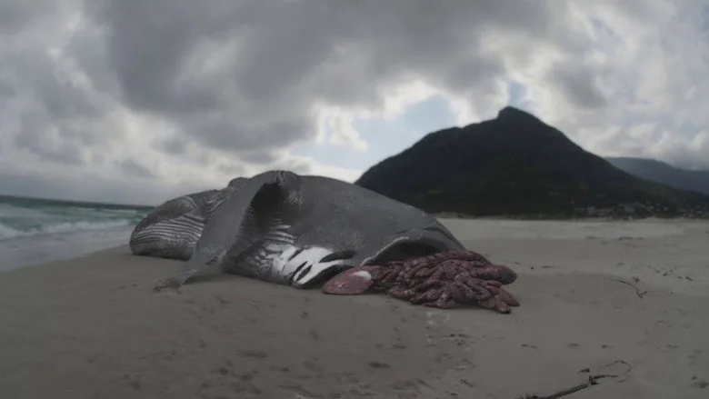 Megalodon: The Monster Shark Lives sahne 1