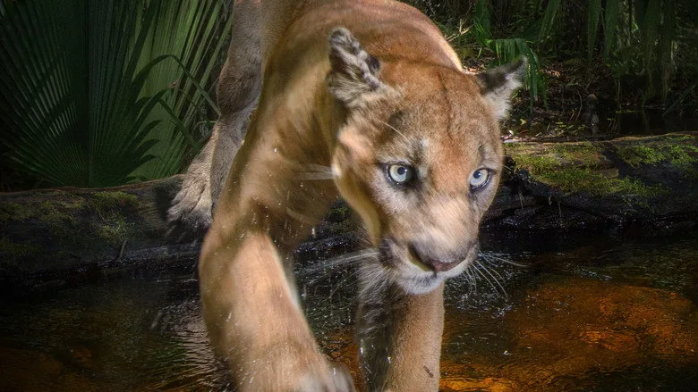 Path of the Panther sahne 1