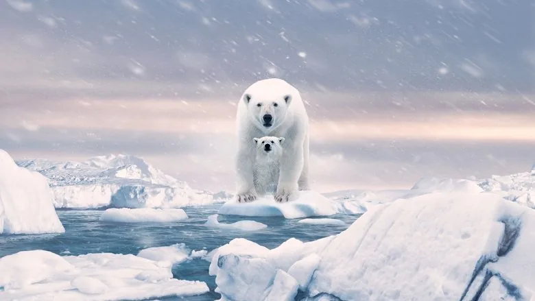 Polar Bear sahne 1