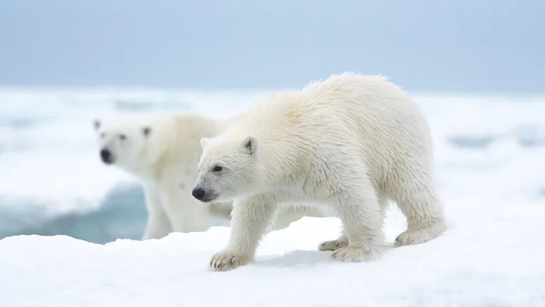 Polar Bear sahne 2