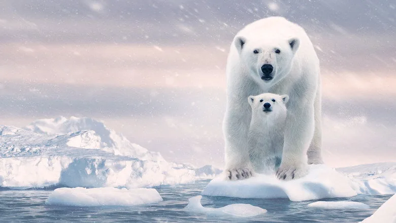 Polar Bear sahne 4