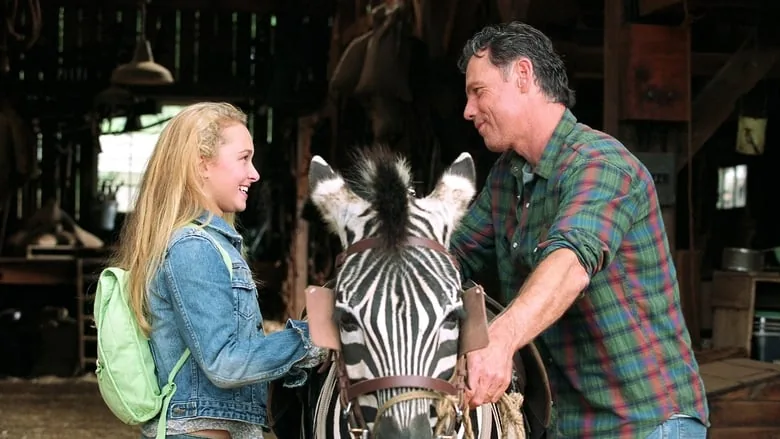 Şampiyon Zebra sahne 1