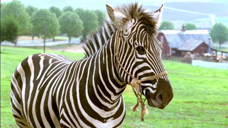 Şampiyon Zebra sahne 4