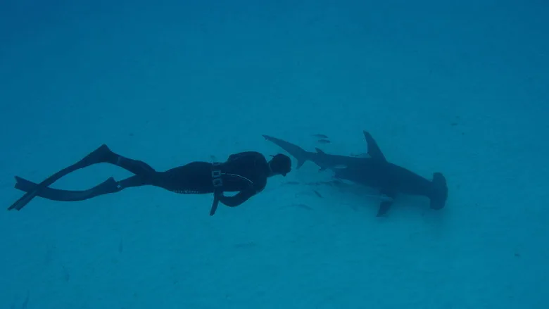 Shark School with Michael Phelps sahne 2