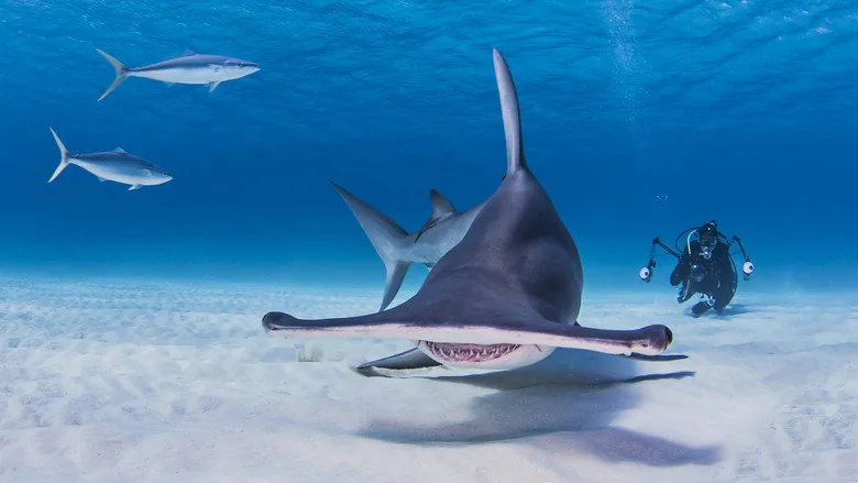 Shark School with Michael Phelps sahne 4