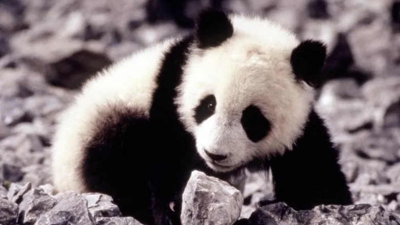 Acayip Bir Panda Macerası sahne 1