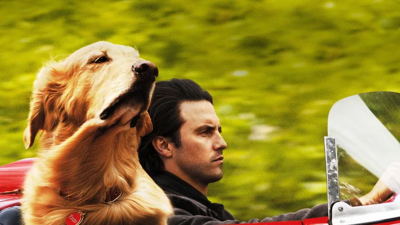 Enzo: Yağmurda Yarış Sanatı sahne 3