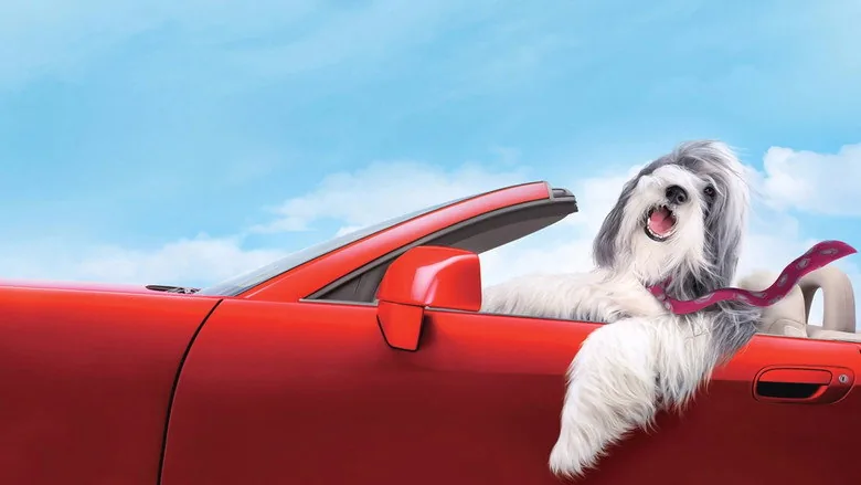 Bak Şu Köpeğe sahne 2