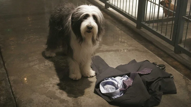 Bak Şu Köpeğe sahne 4