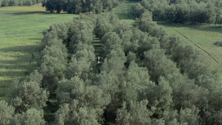 Zeytin Ağaçları Altında sahne 1